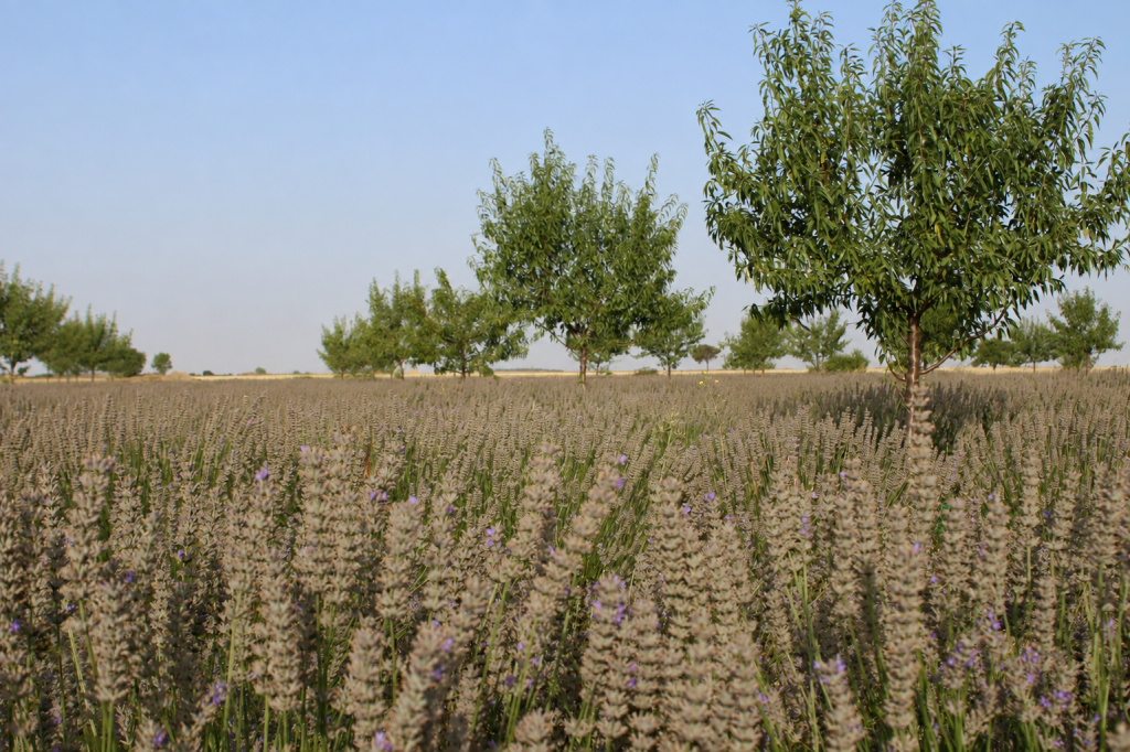Almendros