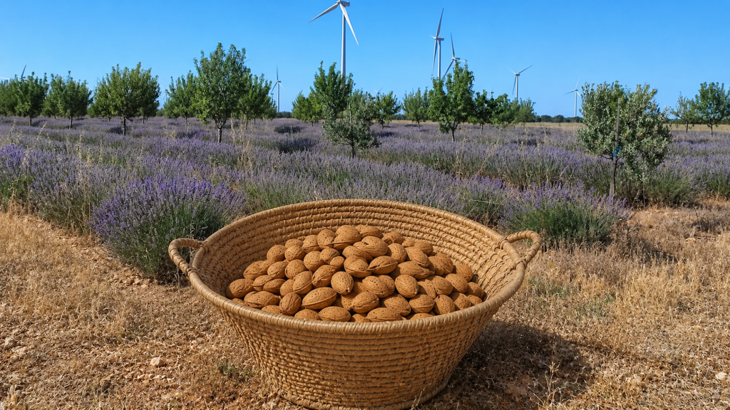 almendros en el campo de lavanda