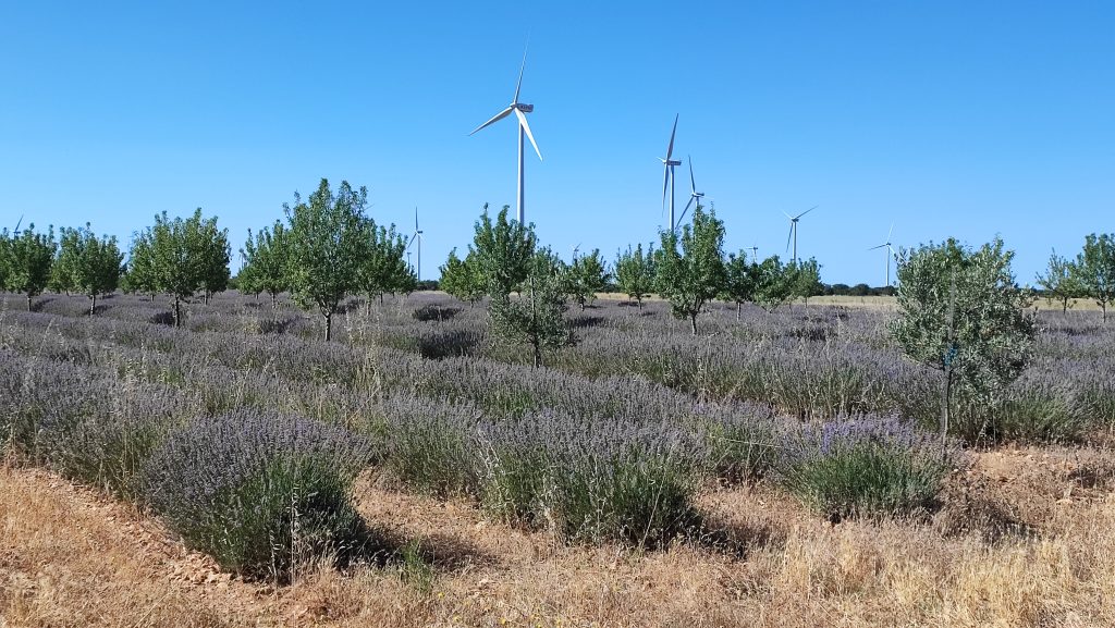 campos de lavanda 3
